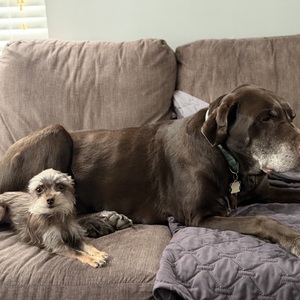 Fundraising Page: Amber Walters